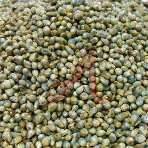 Green Millet Seeds