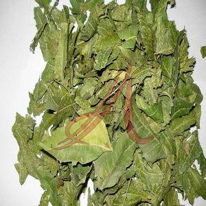 Neem Leaves