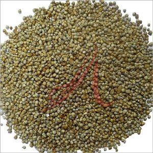 Pearl Millet Seeds