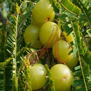 Phyllanthus Emblica