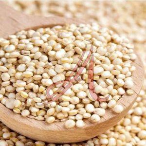 Quinoa Seeds