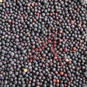 Rapeseed Seeds