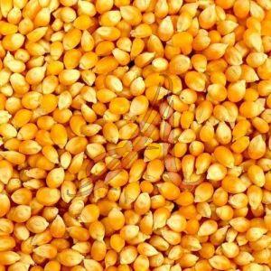 Yellow Corn Seeds