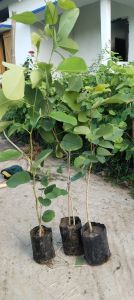 Red Sandalwood Plant / Lal Chandan Ka Paudha