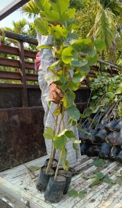 Red Sandalwood Plant / Lal Chandan Ka Paudha