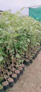 Red Sandalwood Plant / Lal Chandan Ka Paudha