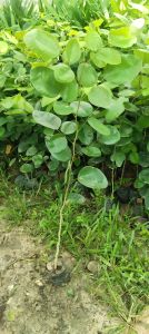 Red Sandalwood Plant / Lal Chandan Ka Paudha