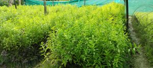 White Sandalwood Plant / Safed Chandan Ka Paudha