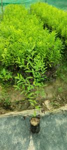White Sandalwood Plant / Safed Chandan Ka Paudha