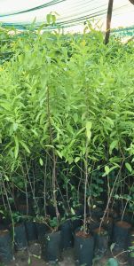 White Sandalwood Plant / Safed Chandan Ka Paudha