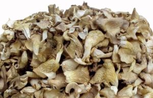 Dry Oyster Mushroom