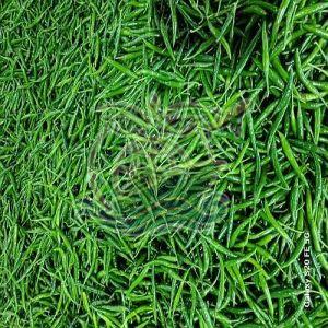 Export Quality G4 Green Chilli