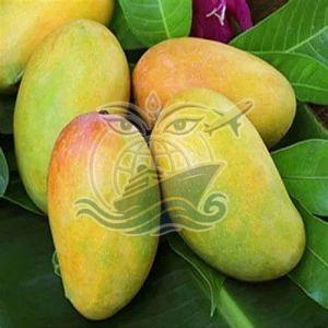 Fresh Indian Kesar Mango