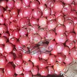 Fresh Red Garva Onion