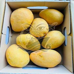Fresh Yellow Banginapalli Mango