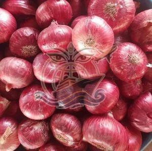 India Fresh Red Onion