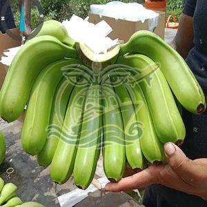 Premium Grade G9 Canvendish Banana