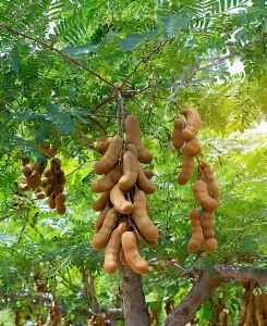 A Great Tamarind