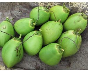 a Grade Tender Coconut