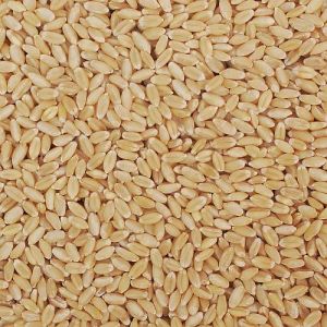 Lokwan Wheat Grain