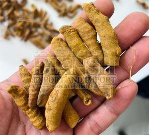 Salem Turmeric Finger