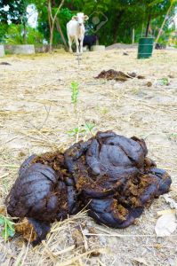 Cow Dung