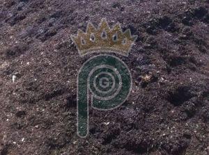 Pure Cow Dung Manure