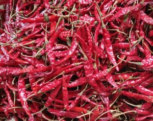 Teja Red Chilli