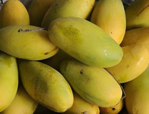 Fresh Dasheri Mango