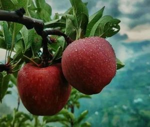 Fresh Kashmiri Apple