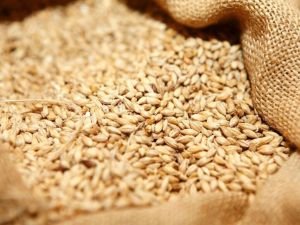 Indian Wheat Grain