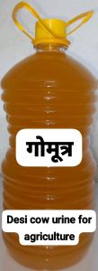 Desi Cow Urine