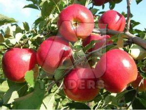 a Grade Kashmiri Apple