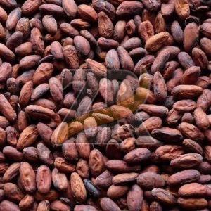 High Quality Raw Cacao Beans