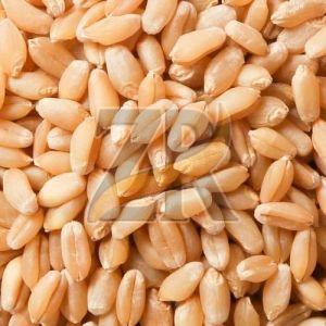 Natural Wheat Seeds