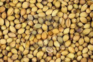 Premium Coriander Seeds