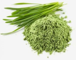 Barely Grass Powder