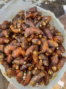 A Grade Fresh Turmeric