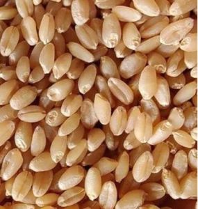 A Grade Premium Wheat Grains