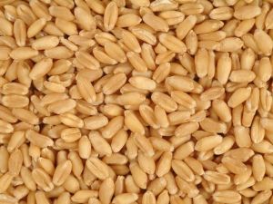 Poultry Grade Wheat Grains