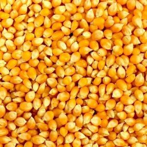 Yellow Corn Seeds