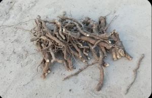 Sarpagandha Roots