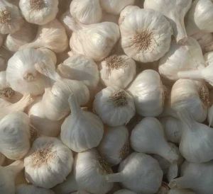AA Grade White Garlic