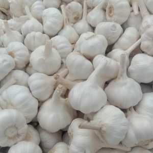 Fresh Bom Garlic