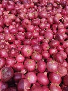 A Grade Red Onion