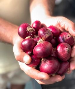 Fresh Rose Onion