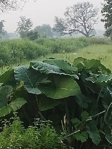 Taro Leaves