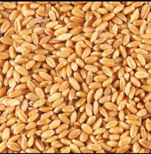 Wheat