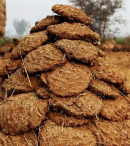 Cow Dung Cakes