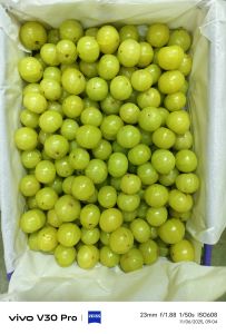 Fresh Amla